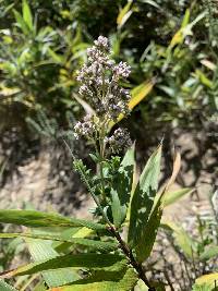 Valeriana microphylla image