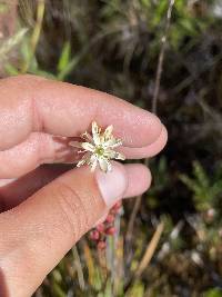 Harperocallis falcata image