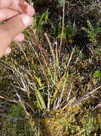 Harperocallis falcata image