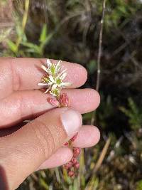 Harperocallis falcata image