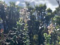 Valeriana microphylla image