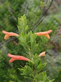 Clinopodium taxifolium image