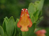 Clinopodium taxifolium image