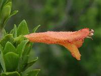 Clinopodium taxifolium image