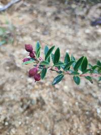 Gaultheria myrsinoides image