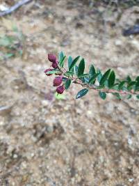 Gaultheria myrsinoides image