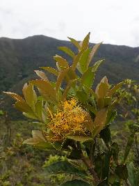 Gaiadendron punctatum image