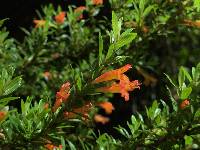 Clinopodium taxifolium image