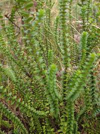 Valeriana microphylla image