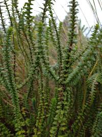 Valeriana microphylla image