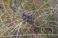 Vaccinium floribundum image