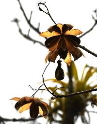 Cochlospermum vitifolium image