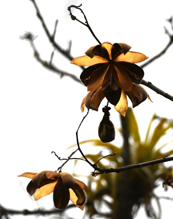 Cochlospermum image