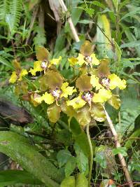 Cyrtochilum macranthum image