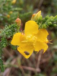 Hypericum laricifolium image