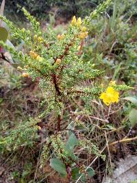 Hypericum laricifolium image