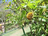 Tithonia diversifolia image