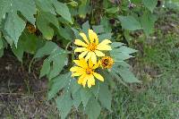 Tithonia diversifolia image