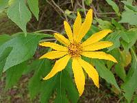 Tithonia diversifolia image