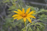 Tithonia diversifolia image