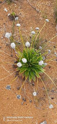 Paepalanthus alpinus image