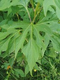 Tithonia diversifolia image