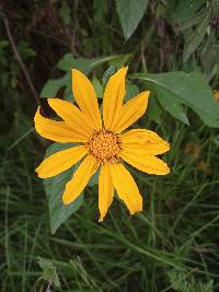 Tithonia diversifolia image