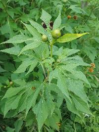 Tithonia diversifolia image