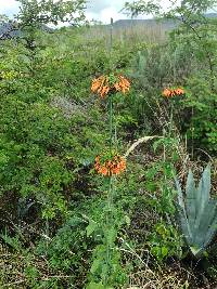 Leonotis nepetifolia image