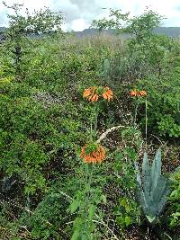 Leonotis nepetifolia image