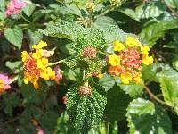 Lantana camara image