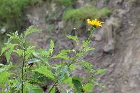 Tithonia diversifolia image