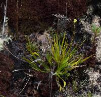 Harperocallis falcata image