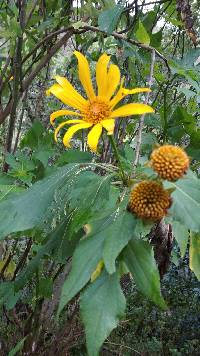 Tithonia diversifolia image