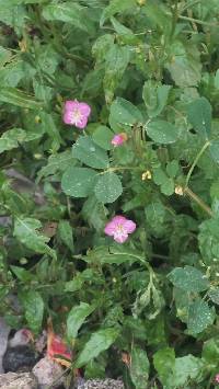 Image of Oenothera rosea