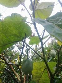 Solanum betaceum image