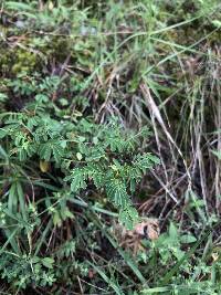 Dalea coerulea image