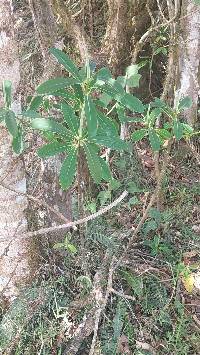 Euphorbia laurifolia image