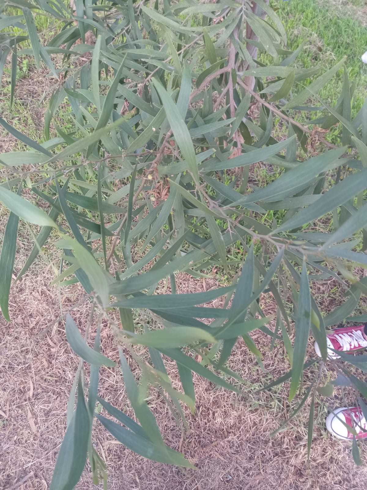 Acacia melanoxylon image