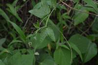 Passiflora cisnana image