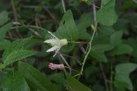 Passiflora cisnana image