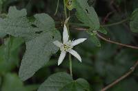 Passiflora cisnana image