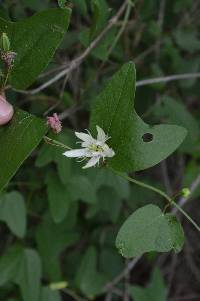 Passiflora cisnana image