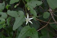 Passiflora cisnana image