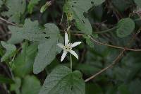 Passiflora cisnana image