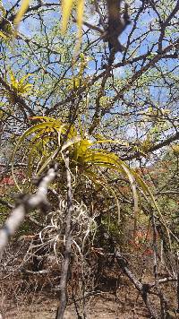 Racinaea multiflora image