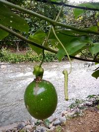 Passiflora edulis image