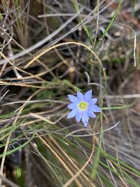 Gentiana sedifolia image