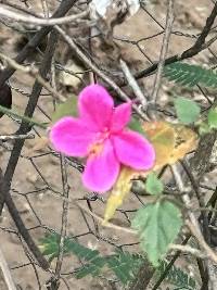 Hibiscus phoeniceus image