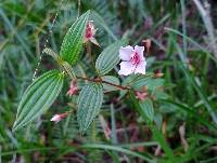 Monochaetum lineatum image